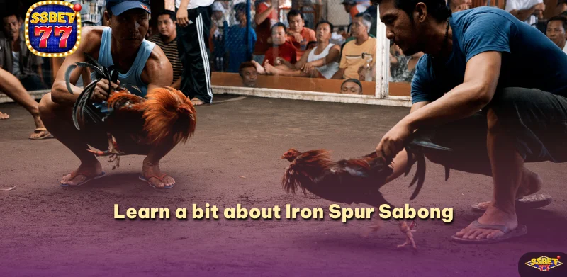 Learn a bit about Iron Spur Sabong