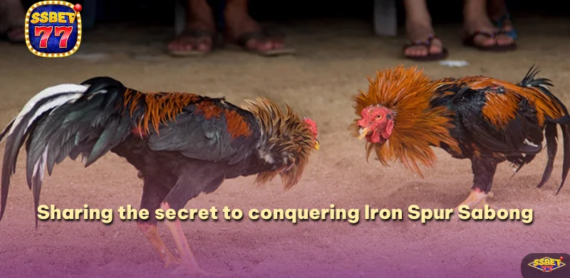 Sharing the secret to conquering Iron Spur Sabong